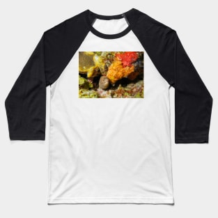 Sharptail Baseball T-Shirt